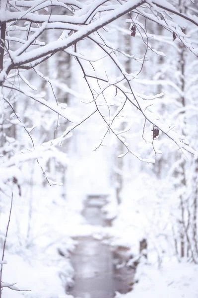 多雪的森林里冬季的风景. 被雪覆盖的树枝，v — 图库照片