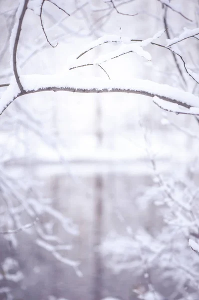 Winter wazig achtergrond, met ruimte voor tekst. Vignet van zemelen — Stockfoto
