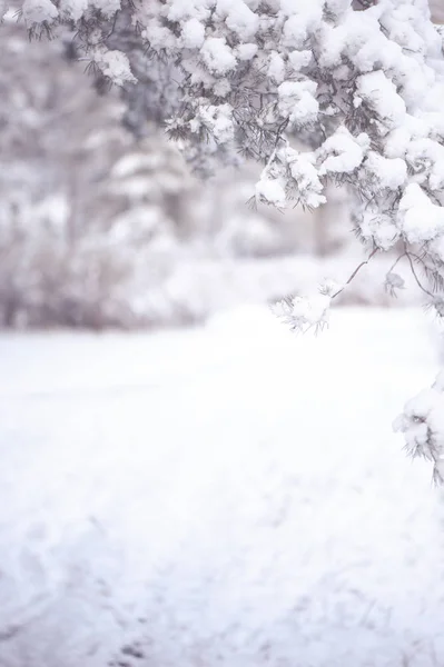 Winter achtergrond, met ruimte voor tekst. Vignet van dennentak — Stockfoto