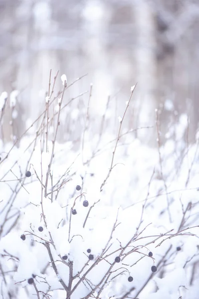 Winter achtergrond, met ruimte voor tekst. Op de voorgrond planten — Stockfoto