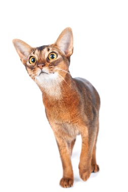 Beautiful abyssinian cat portrait isolated on white, cat is inte clipart
