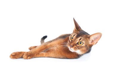 Güzel Habeşistan kedi portresi beyaz üzerine izole edilmiş, kedi yatıyor.