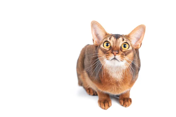 Chic retrato de gato abisinio aislado en blanco, espacio para el texto —  Fotos de Stock