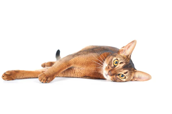 Beautiful abyssinian cat portrait isolated on white, cat lies st — ストック写真