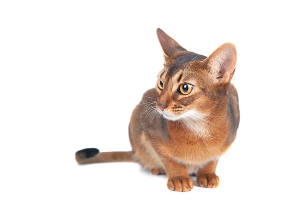 Chic retrato de gato abisinio aislado en blanco, espacio para el texto —  Fotos de Stock