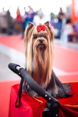Bir Dog Show'da Yorkshire Terrier Show Sınıf Portresi