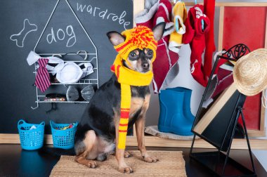 Cute dog in dressing room trying on clothes.  Animal clothing, d clipart