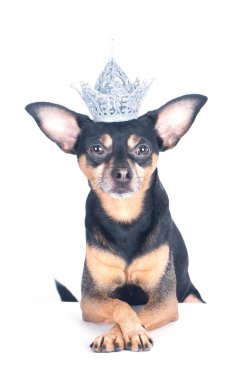 Tacın içindeki köpek beyaz, lord ya da prens, köpek powe 'da izole edilmiştir.