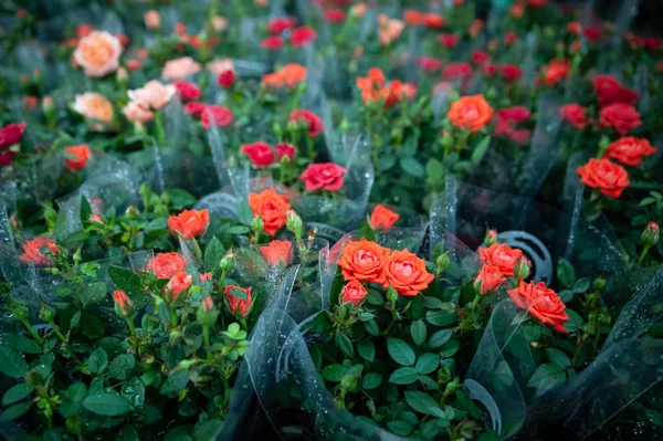 Red roses in flower shop packages