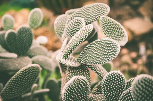 Fond de cactus exotique ton jaune motif tropical — Photo