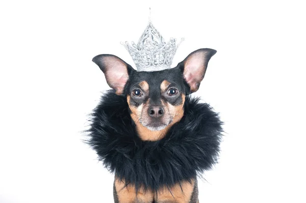 Dog in the crown and a boa, a  king, the prince , Isolated on a — Stock Photo, Image