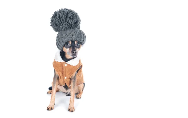 Conceito roupas quentes para cães. Cão com um chapéu de malha engraçado com — Fotografia de Stock
