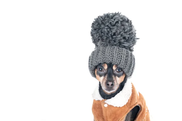 Concetto vestiti caldi per cani. Cane in un divertente cappello a maglia con — Foto Stock