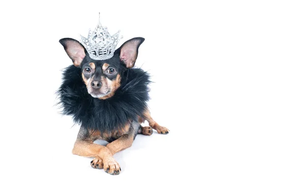 Dog in the crown and a boa, a  king, the prince , Isolated on a — Stock Photo, Image