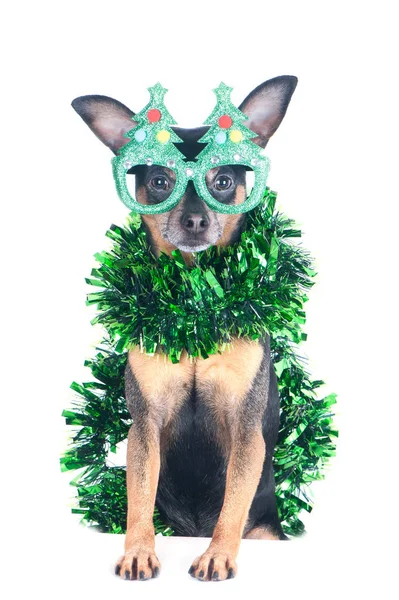Dog with glasses in the form of a Christmas tree and tinsel isol — Stock Photo, Image