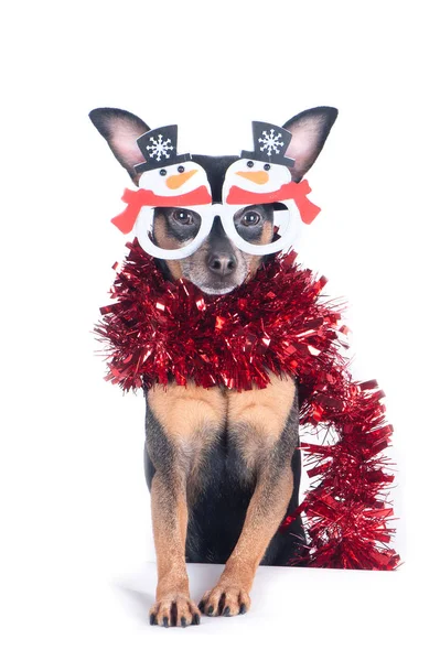 Dog with funny New Year's  glasses - snowmen isolated on white, — Stock Photo, Image