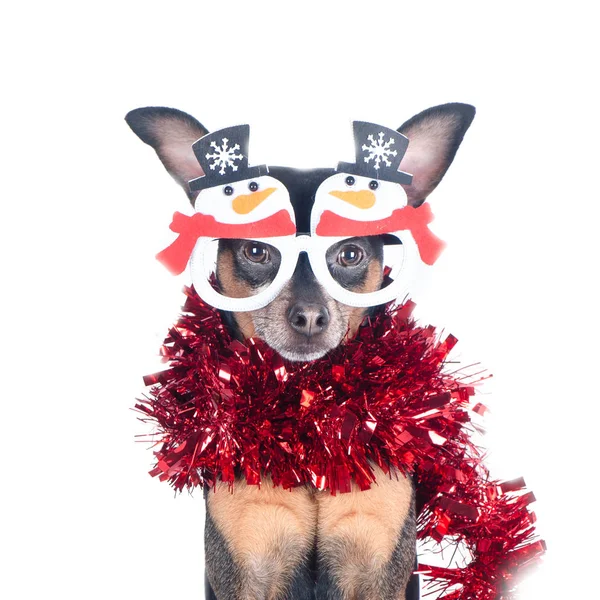 Portrait of the Dog in funny New Year's glasses isolated on whit — Stock Photo, Image