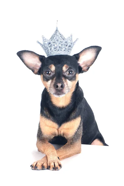 Cão na coroa é isolado em branco, senhor ou príncipe, cão powe — Fotografia de Stock