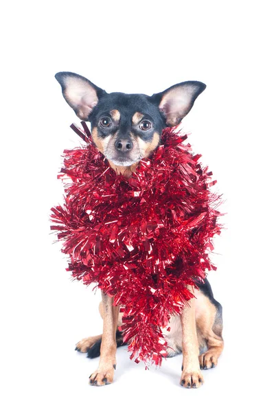 Funny Dog with  red tinsel isolated on white, Christmas theme, N — Stock Photo, Image