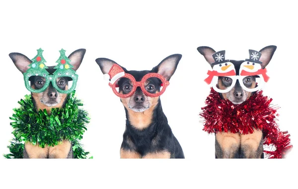 Conjunto de três cães em ternos de Ano Novo isolados em branco, Cristo — Fotografia de Stock