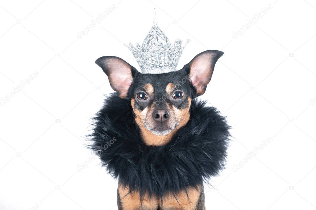 Dog in the crown and a boa, a  king, the prince , Isolated on a 