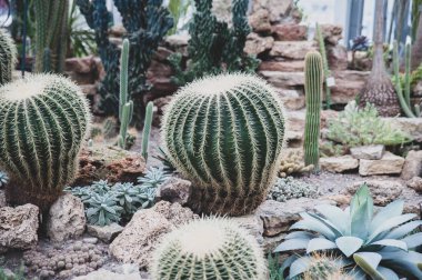 Botanik Bahçe, sera küresel kaktüsler yuvarlak büyük