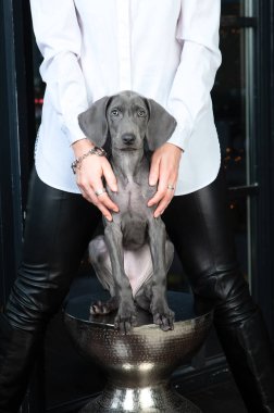 Weimaraner köpeği bir heykel gibi oturur, bir köpeğin portresi,