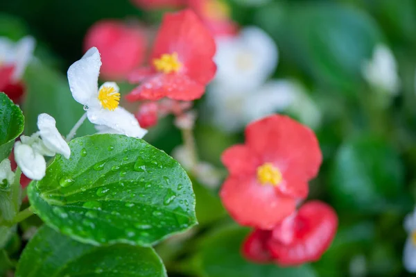 Flores brancas e vermelhas begônias macro, primavera-verão decorativo f — Fotografia de Stock