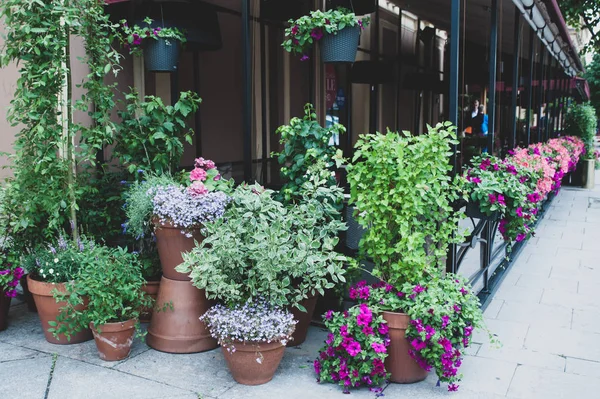 Muitas plantas potted bonitas fora de um café da rua — Fotografia de Stock