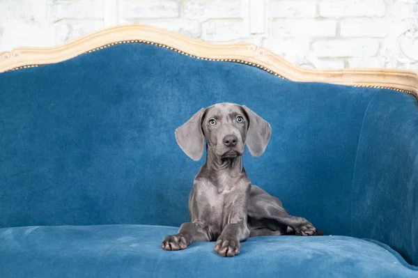 Luxo cão chique Weimaraner filhote de cachorro retrato em um luxuoso interio — Fotografia de Stock