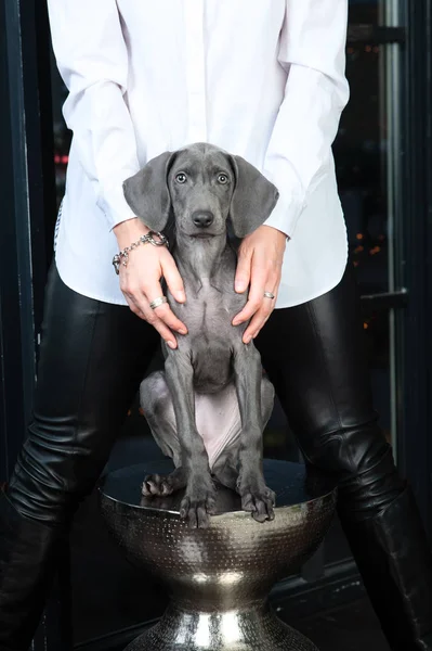 Weimaraner puppy sits like a statuette, a portrait of a dog, the