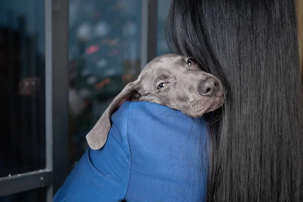 Caring and loving a dog . Girl holds chic dog Weimaraner puppy, — Stock Photo, Image