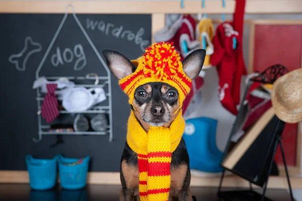 Cão conceito guarda-roupa, Retrato de um cão bonito com um guarda-roupa wi — Fotografia de Stock