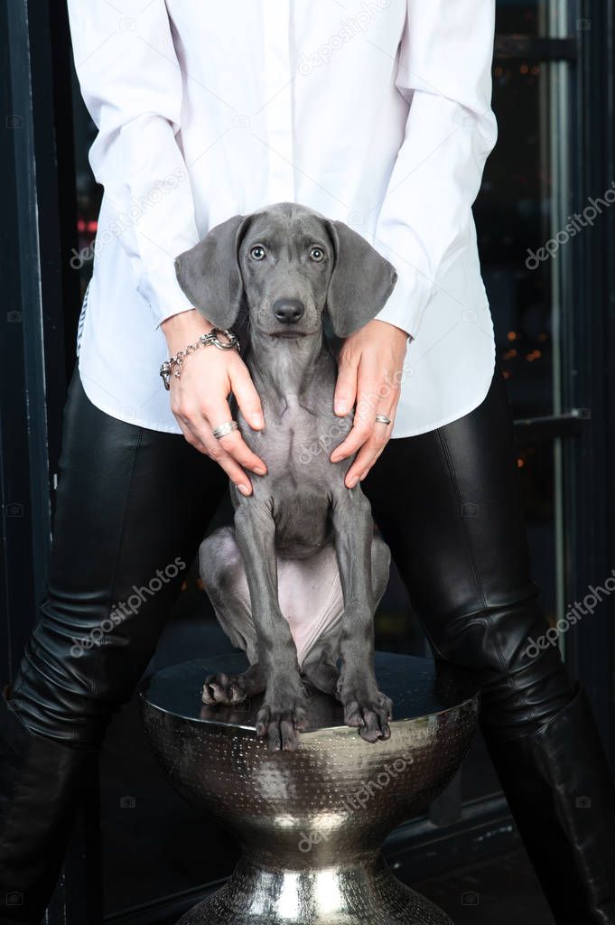 Weimaraner puppy sits like a statuette, a portrait of a dog, the