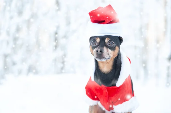 Cute Dog in Santa 's New Year' s suit in the winter forest, Christ — стоковое фото