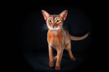 Güzel Habeşistan kedisi sırıtıyor, kameraya bakıyor, stüdyoya.