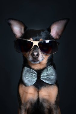 Siyah bir sırt çantası ve siyah gözlüklü ve papyonlu bir köpek.