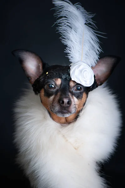 Cão é luxuoso, em boa branco e com uma decoração na cabeça — Fotografia de Stock