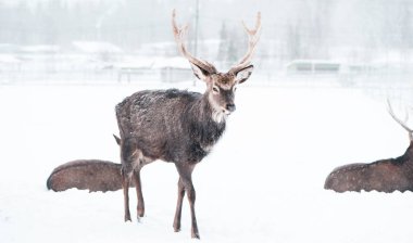 Sika deers ,  Cervus nippon, spotted deer ,  walking in the snow