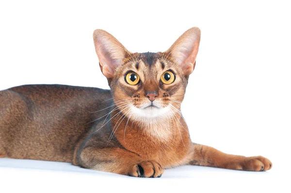 Hermoso retrato de gato abisinio aislado en blanco, gato se encuentra st —  Fotos de Stock