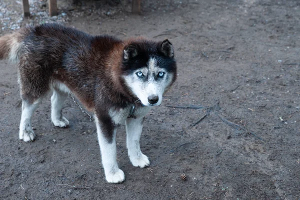 Perro raza Husky con ojos azules, mirando a la cámara, espacio f — Foto de Stock
