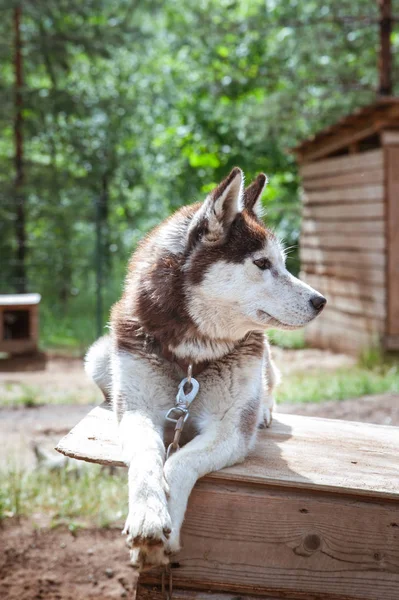 Hondenras Husky in de kinderkamer — Stockfoto