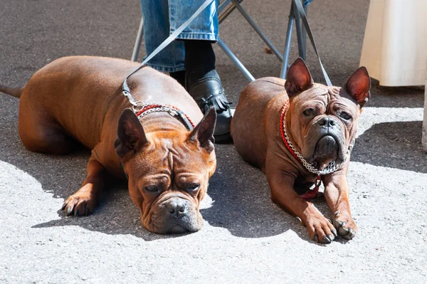 Chongqing dog, Chinese dog breed at dog show, Photo of two red d