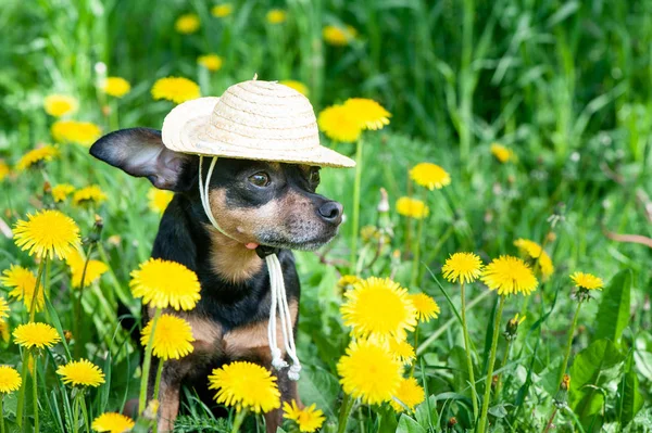 Schattige puppy, hond in een stro hoed omgeven door lente gele kleur — Stockfoto