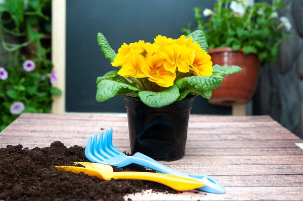 Flores amarelo Primula e ferramentas de jardim, Jardinagem conceito  , — Fotografia de Stock
