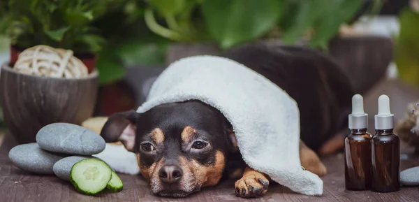 Spa para perros, Linda mascota relajante en el bienestar del spa, concepto divertido — Foto de Stock