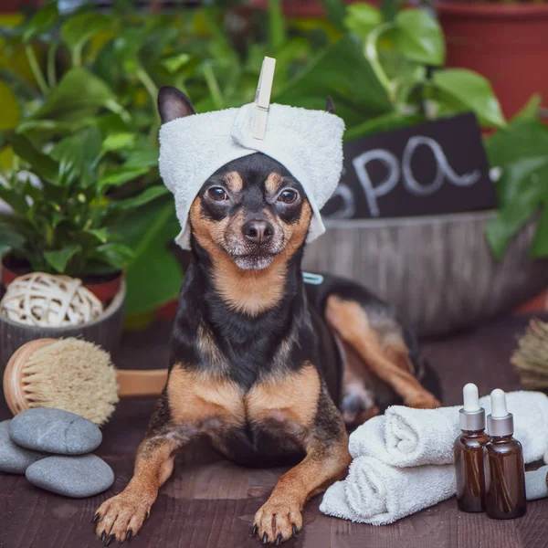 Spa do cão, conceito engraçado aliciamento, lavagem e cuidados com os animais — Fotografia de Stock