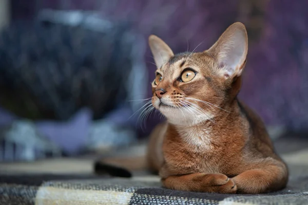 Erittäin kaunis abessinialainen kissa, kissanpentu lavin taustalla — kuvapankkivalokuva