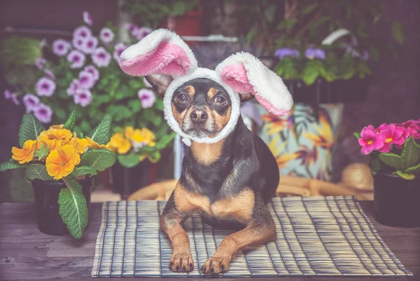 Témája a húsvét és a tavasz, a kutya a ruha a húsvét — Stock Fotó