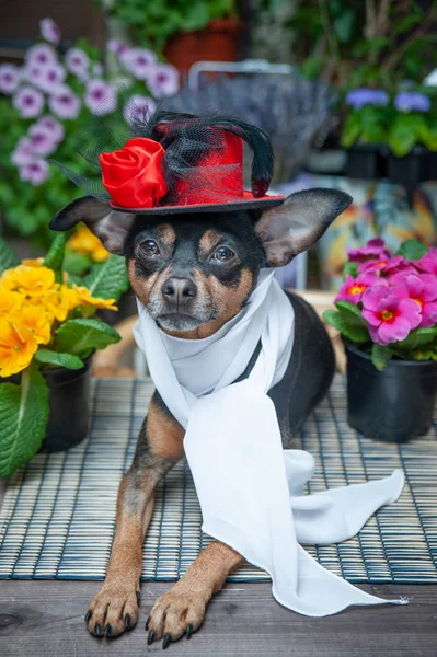 可爱的狗，小狗在帽子和围巾包围鲜花，th — 图库照片